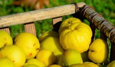 Ayvanın faydaları nelerdir? Sabah aç karnına ve yatmadan önce ayva yemek…