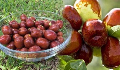 Hünnap meyvesinin faydaları nelerdir, hangi hastalığa iyi gelir? Hünnap meyvesi nerede yetişir?