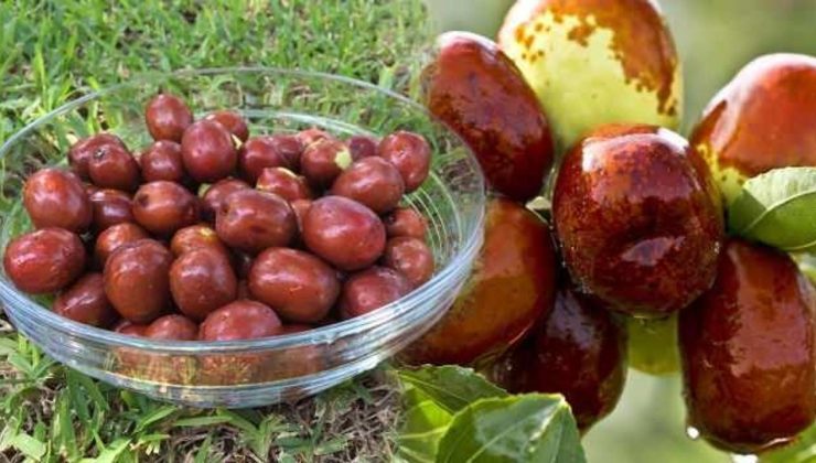 Hünnap meyvesinin faydaları nelerdir, hangi hastalığa iyi gelir? Hünnap meyvesi nerede yetişir?