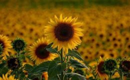 Uzmanlardan ‘acil’ ayçiçeği yağı uyarısı!