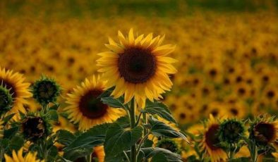 Uzmanlardan ‘acil’ ayçiçeği yağı uyarısı!