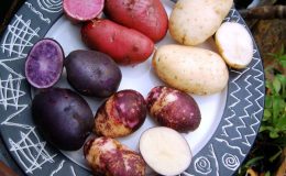 Mor patates nasıl yenir, faydaları nelerdir? Mor patates içeriği nedir?